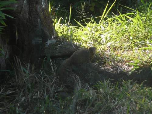 Mongoose